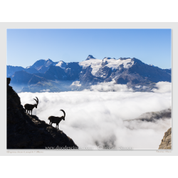 Bouquetins devant le Massif de l'Albaron