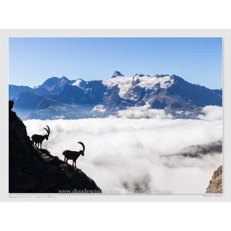 Bouquetins devant le Massif de l'Albaron