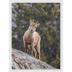 Jeune bouquetin sous la neige