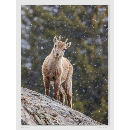 Jeune bouquetin sous la neige