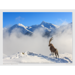 Bouquetin devant l'Aiguille de Scolette